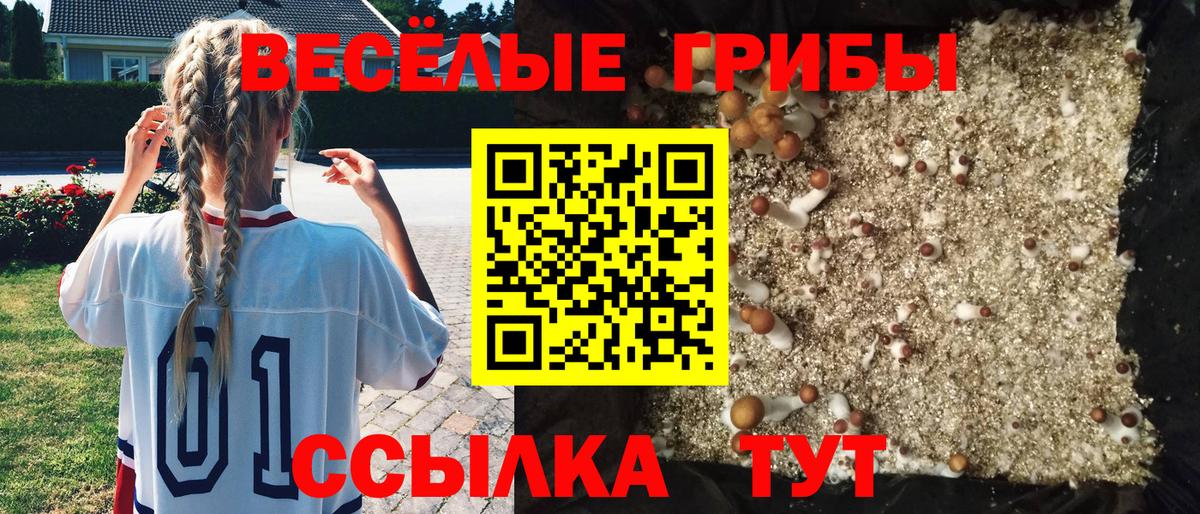 Галлюциногенные грибы Psilocybe Можайск